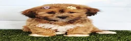Mixed Breed dogs for sale: Eva - Ad 5