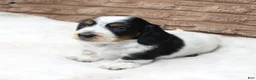 Dachshund dogs for sale: Sam - Ad 2