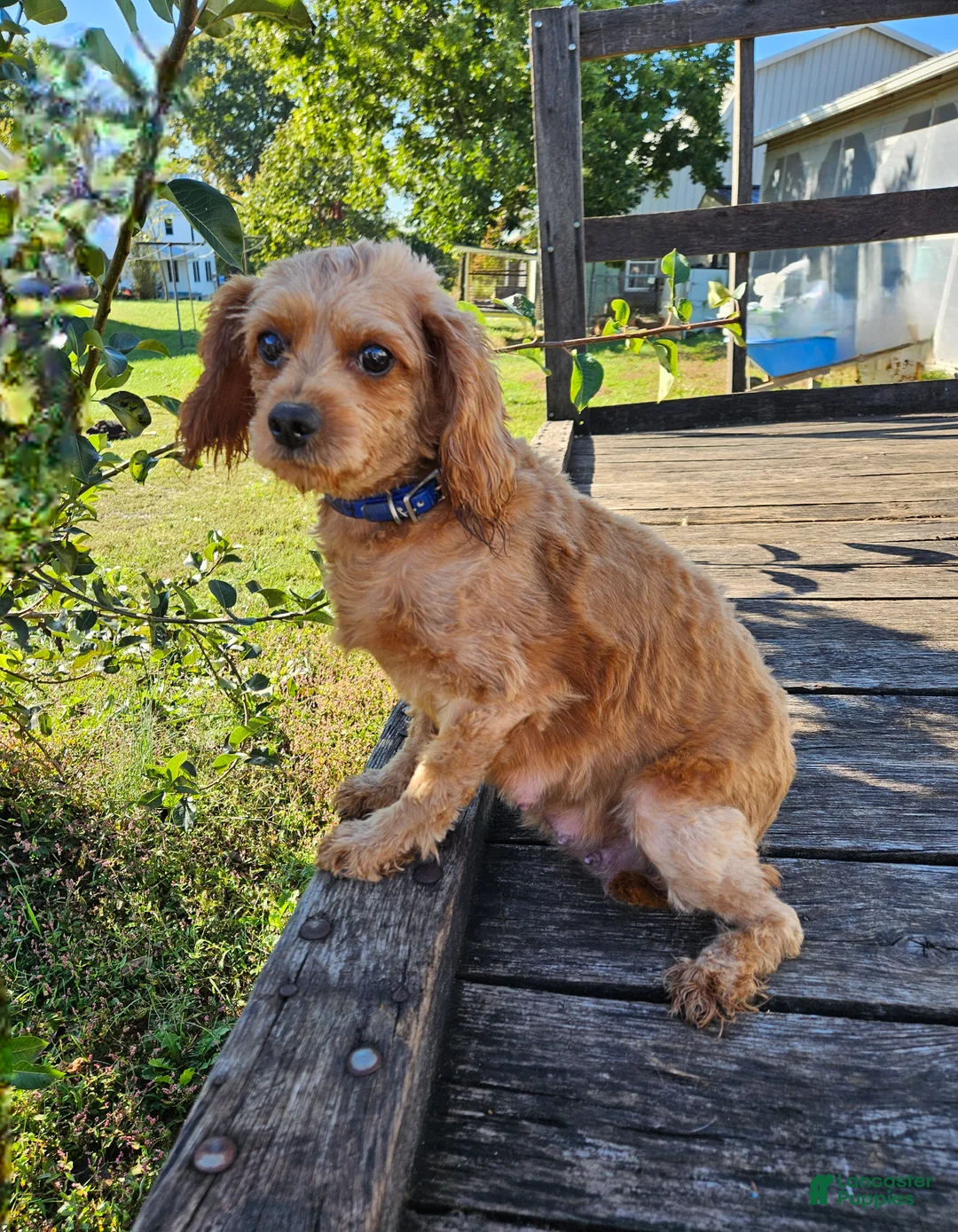 Cavapoo dogs for sale: Sadie - Ad 6