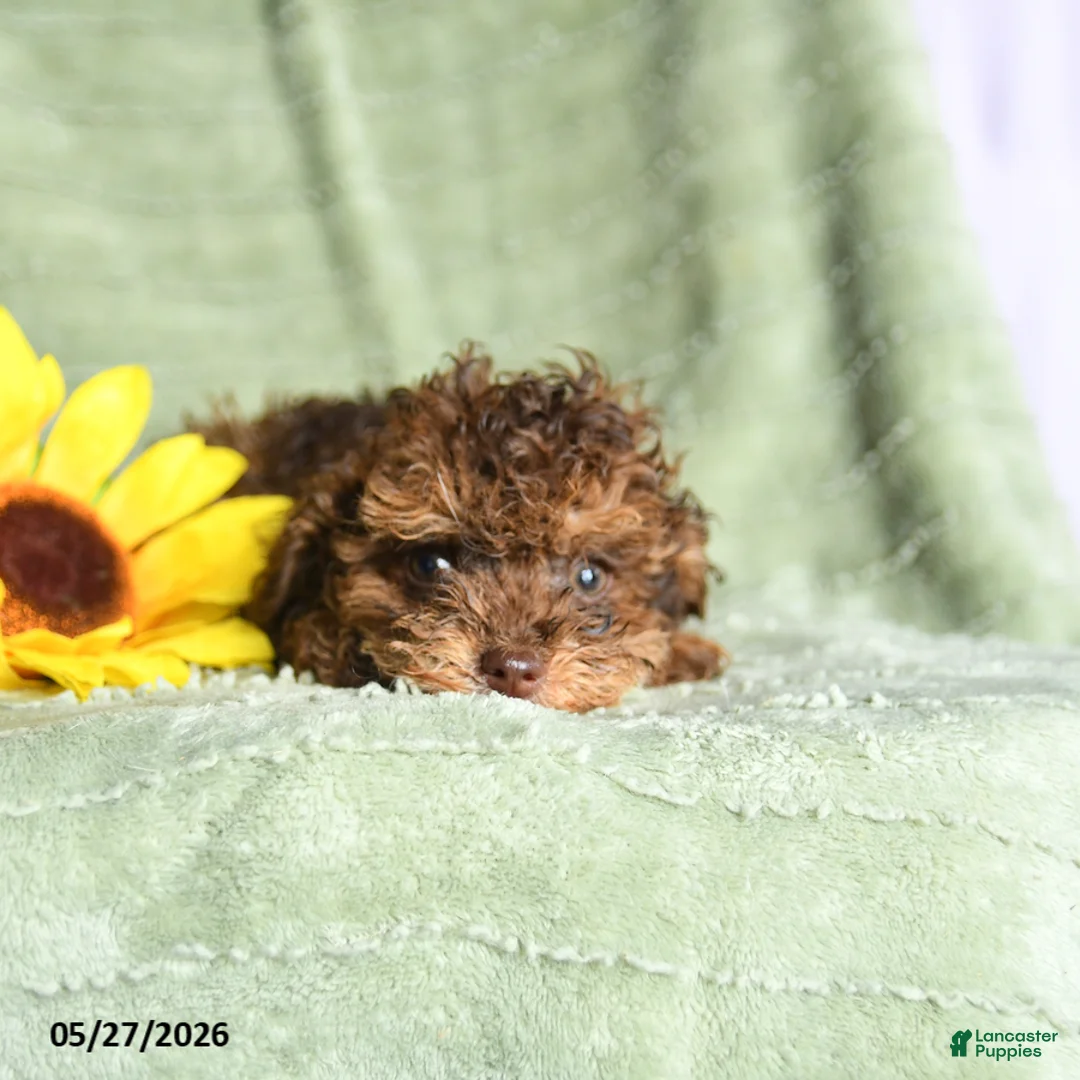 Toy Poodle dogs for sale: Kinna - Ad 1