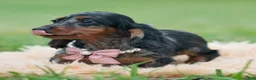 Miniature Dachshund dogs for sale: Dottie - Ad 4