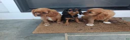 Cavalier King Charles Spaniel dogs for sale: Peanuts - Ad 10