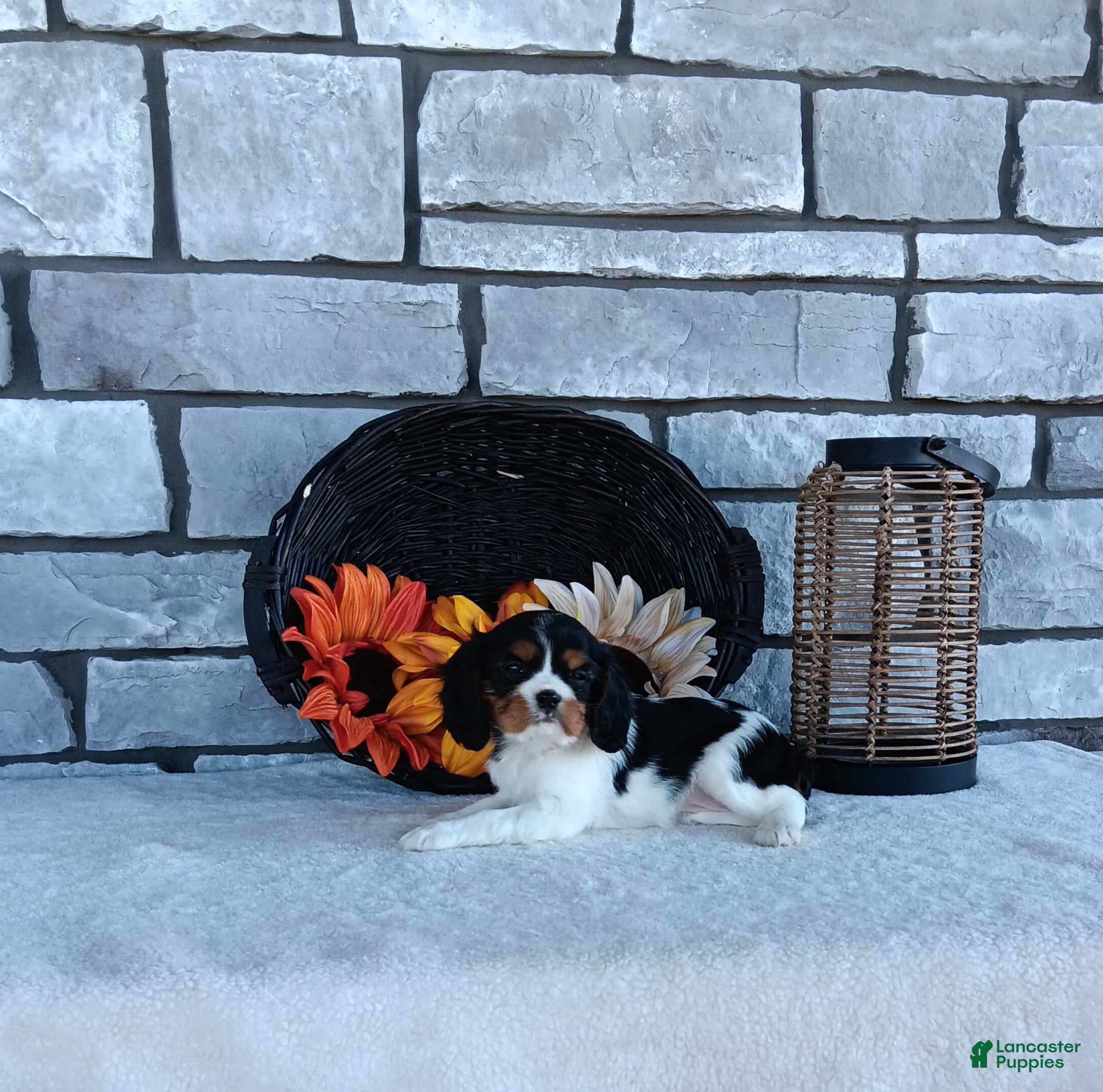 Cavalier King Charles Spaniel dogs for sale: Carmel  - Ad 2