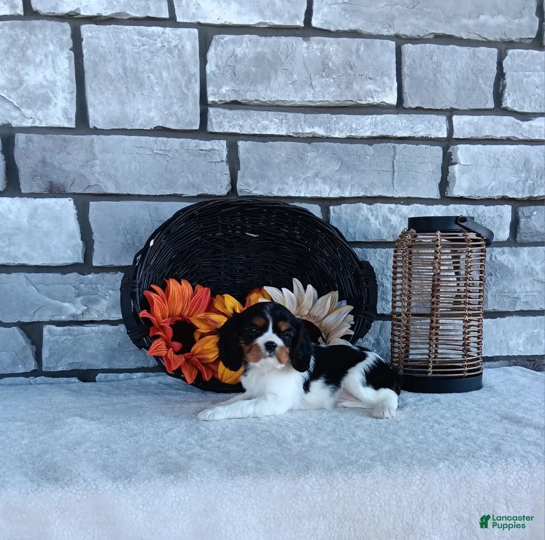 Cavalier King Charles Spaniel dogs for sale: Carmel  - Ad 2