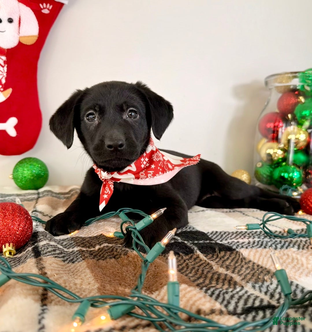 Labrador Retriever dogs for sale: Lady  - Ad 4