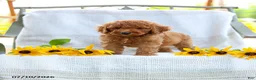 Mini Goldendoodle dogs for sale: Jordan - Ad 4