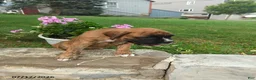 Boxer dogs for sale: Kathy - Ad 1