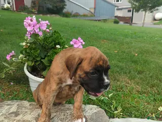 Boxer dogs Kathy - Ad 26