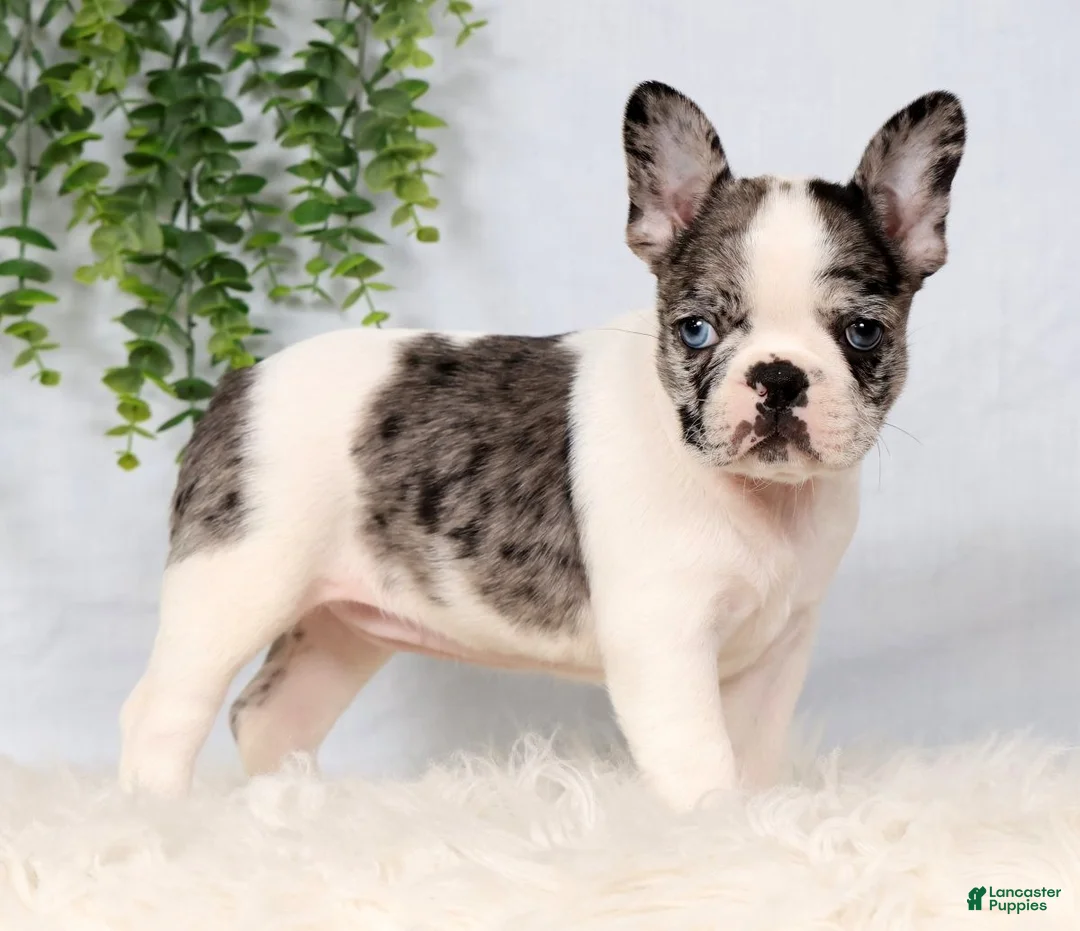 Frenchton dogs for sale: Daffodil - Ad 1