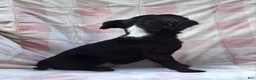 Mixed Breed dogs for sale: Lil Lady - Ad 9