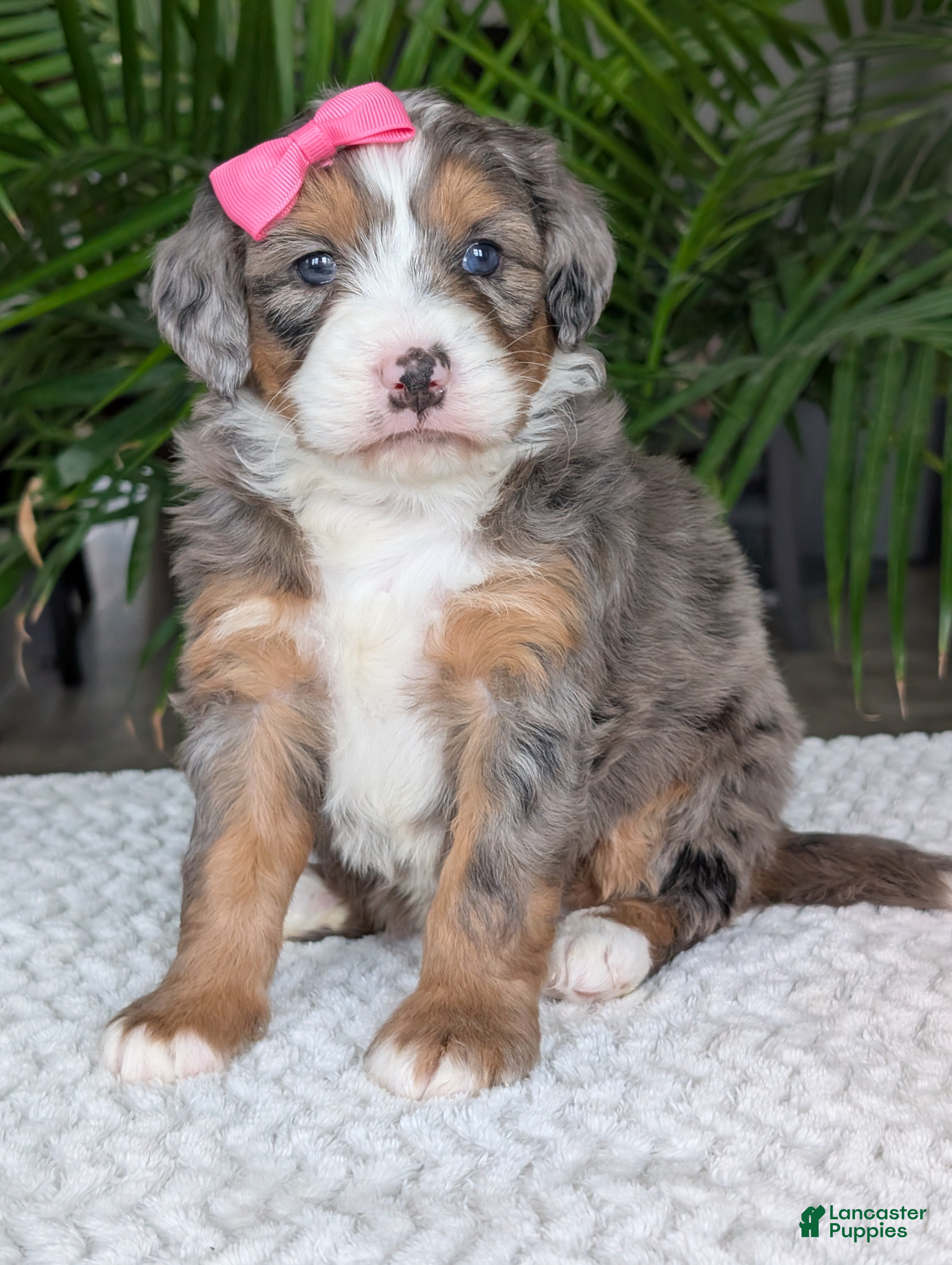 Mini Bernedoodle dogs Mini Indy  - Ad 28