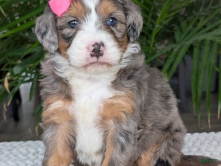 Mini Bernedoodle dogs Mini Indy - Ad 27