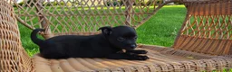 Chihuahua dogs for sale: Dusten - Ad 5