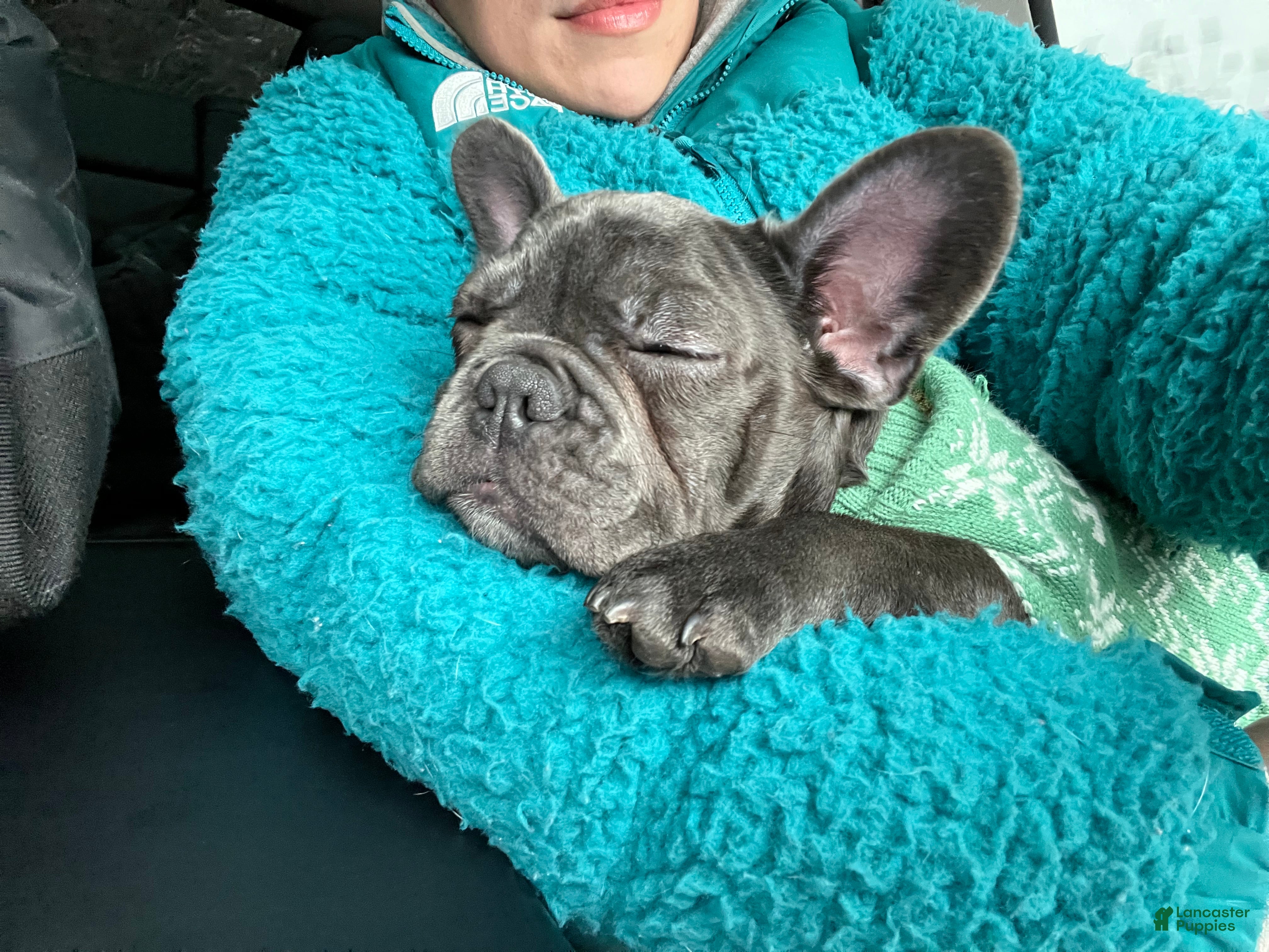 French Bulldog dogs MISO - Ad 2