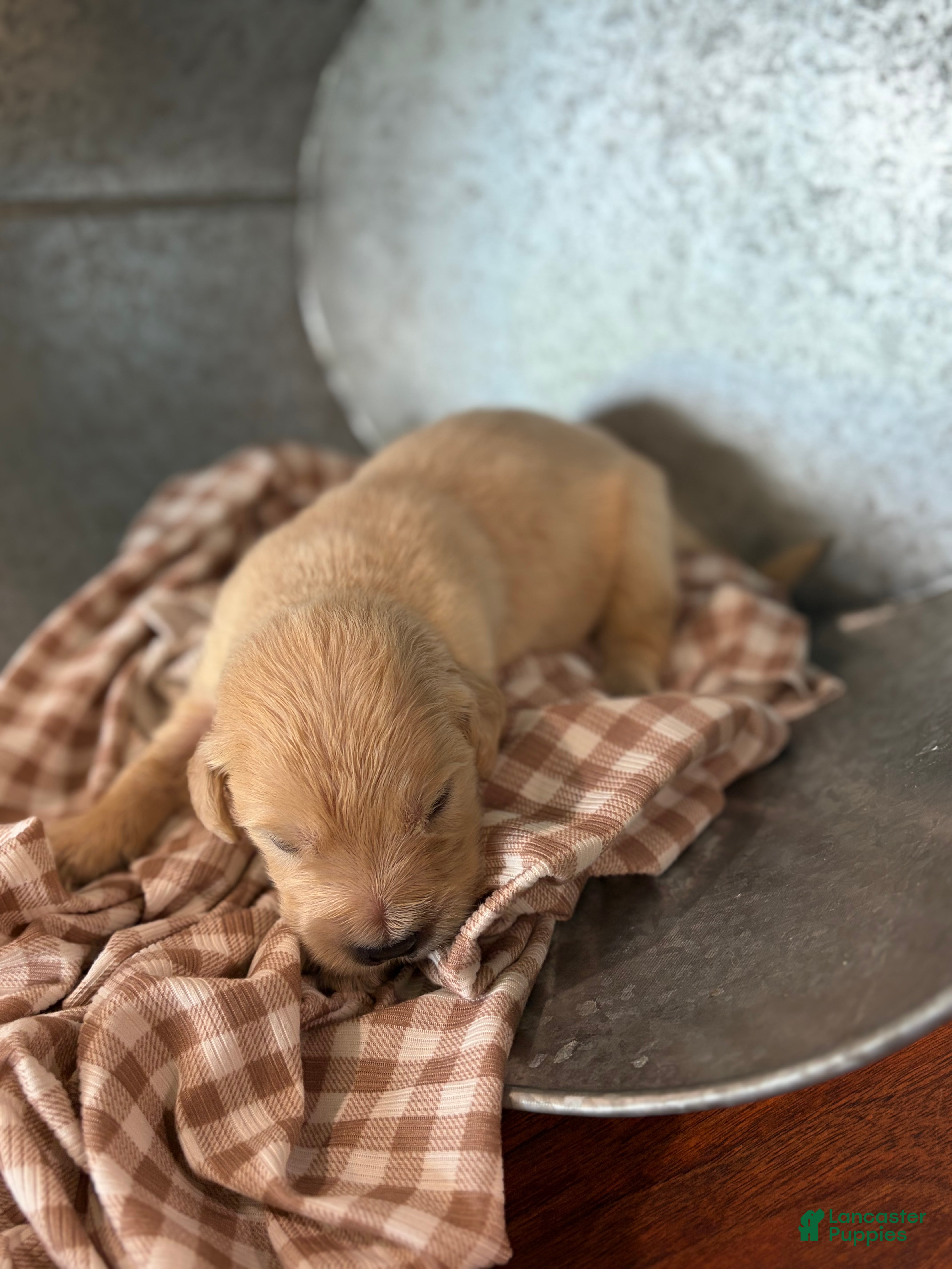 Golden Retriever dogs Golden Retriever 3 - Ad 2