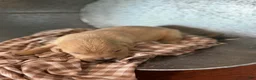 Golden Retriever dogs for sale: Golden Retriever 3 - Ad 2