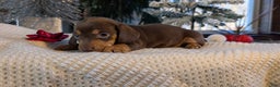 Miniature Dachshund dogs for sale: Iris - Ad 11