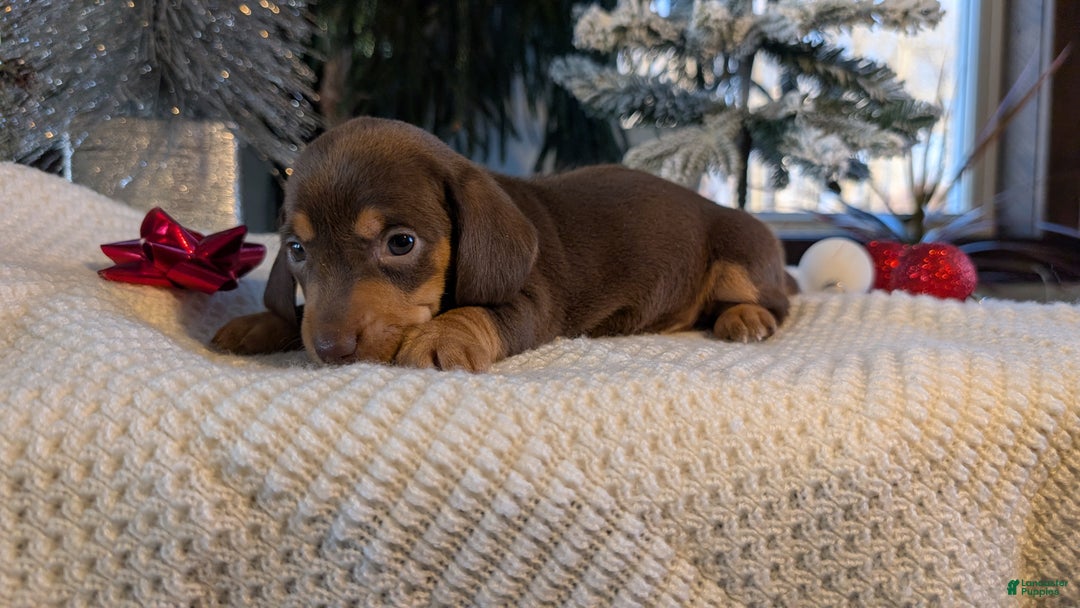 Miniature Dachshund dogs for sale: Iris - Ad 11
