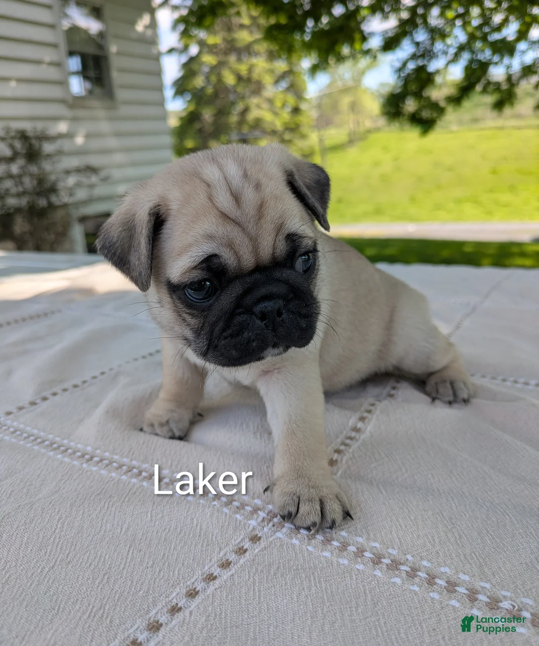 Pug dogs for sale: Laker - Ad 1