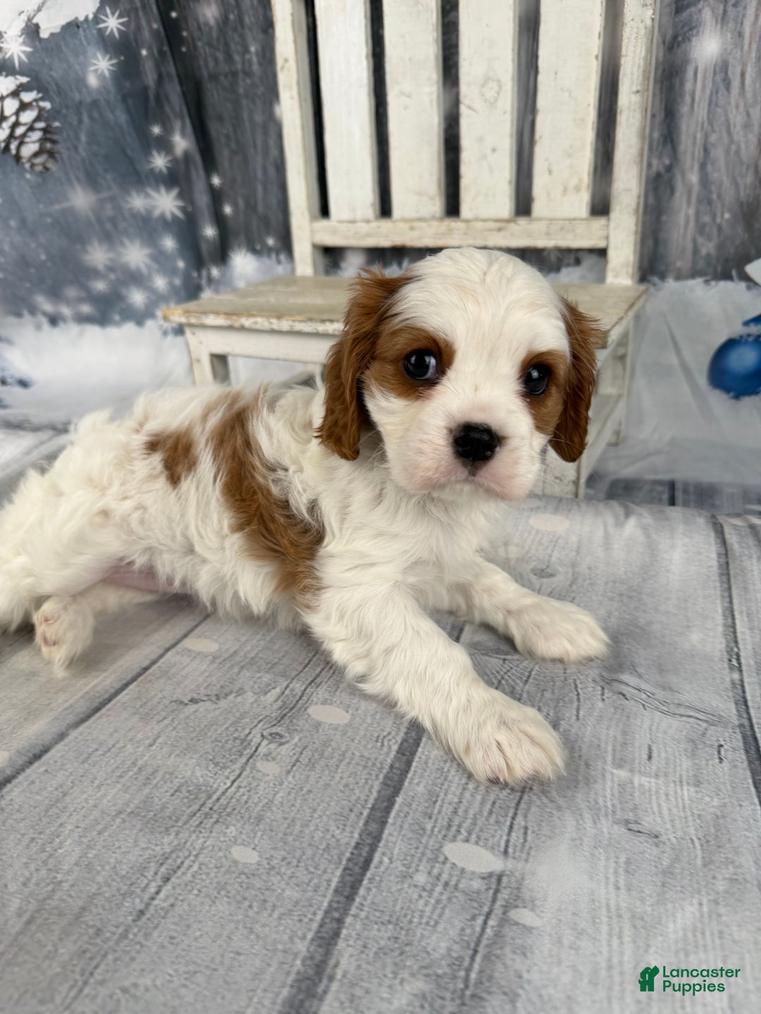 Cavalier King Charles Spaniel dogs for sale: Lucy - Ad 7