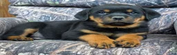 Rottweiler dogs for sale: Clark - Ad 1