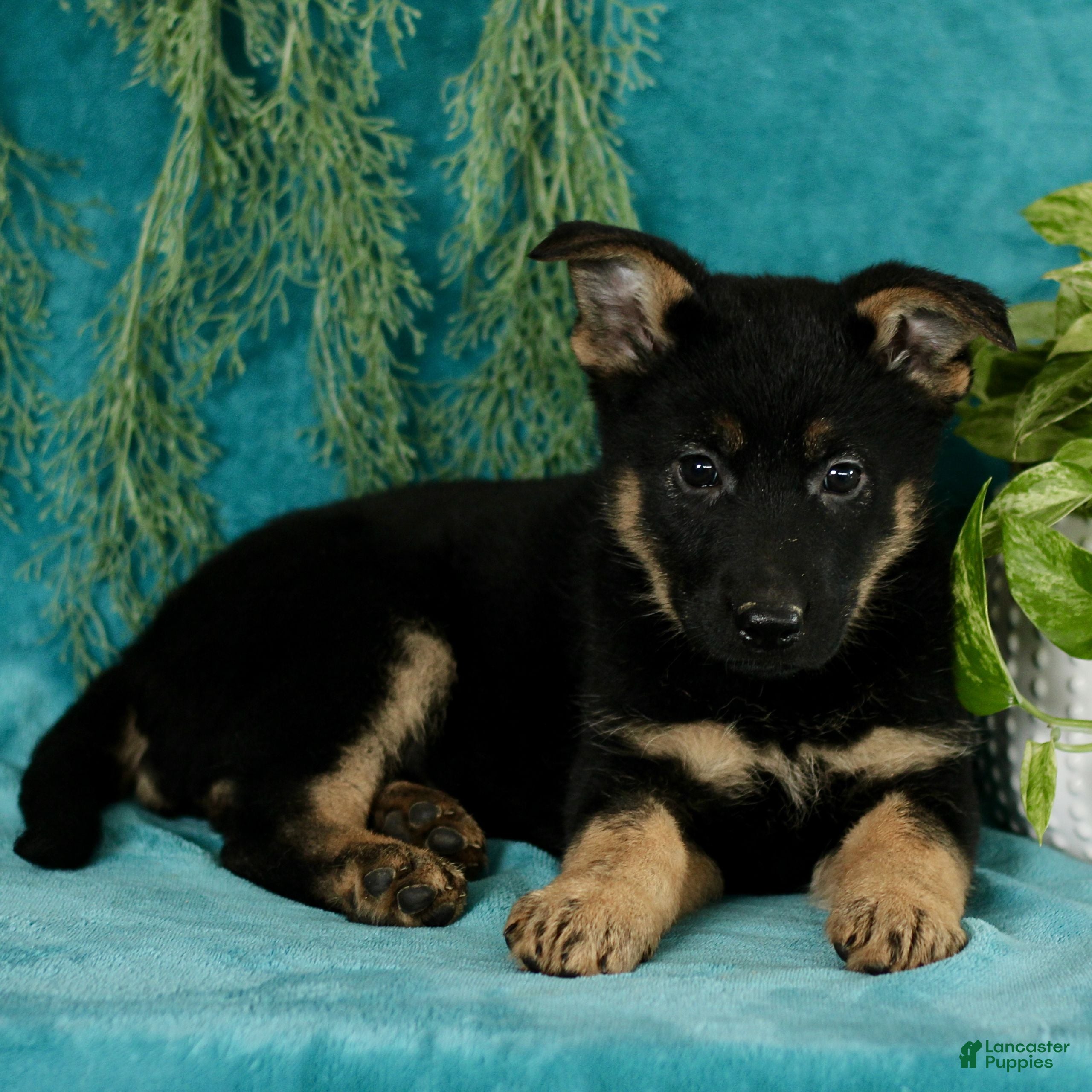 German Shepherd dogs Tasha  - Ad 2
