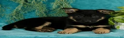 German Shepherd dogs for sale: Tasha  - Ad 2