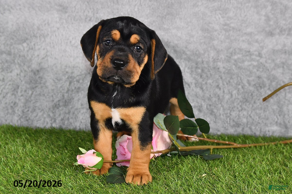 Beabull dogs Tracey - Ad 2