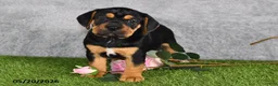 Beabull dogs for sale: Tracey - Ad 2