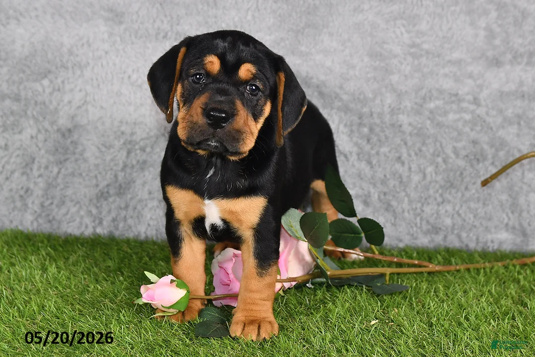 Beabull dogs for sale: Tracey - Ad 2