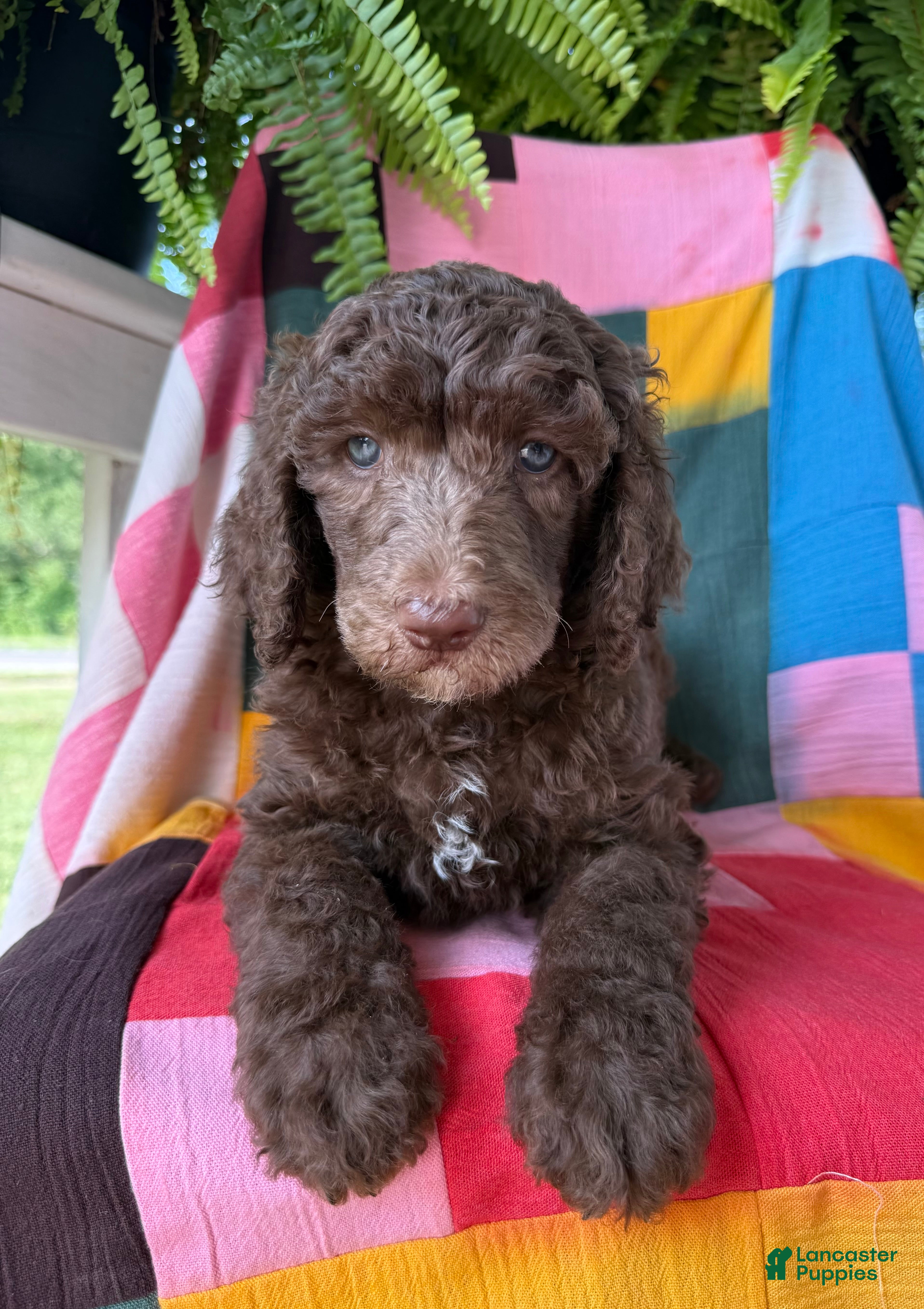 Standard Poodle dogs Louis - Ad 1