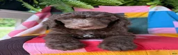 Standard Poodle dogs for sale: Louis - Ad 1