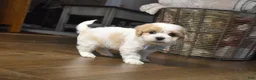 Cavachon dogs for sale: Carter - Ad 3