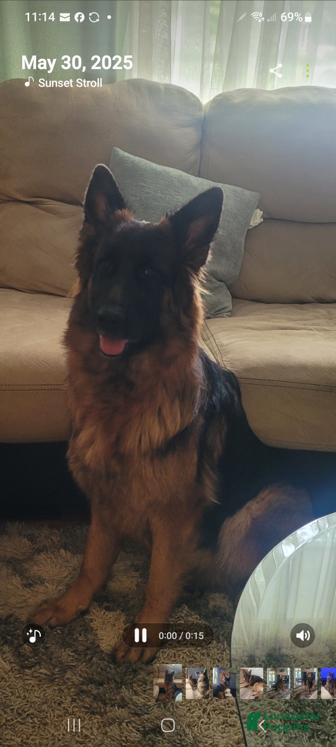 German Shepherd dogs for sale: Angel - Ad 4