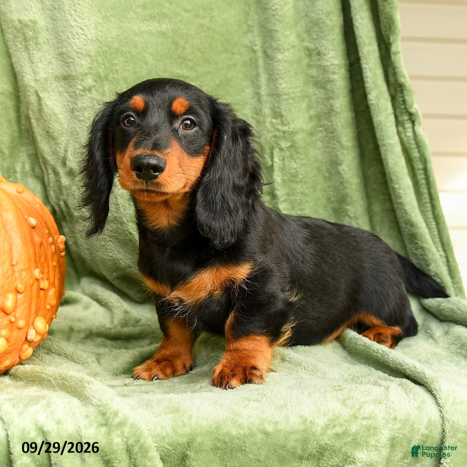 Miniature Dachshund dogs Cade  - Ad 2