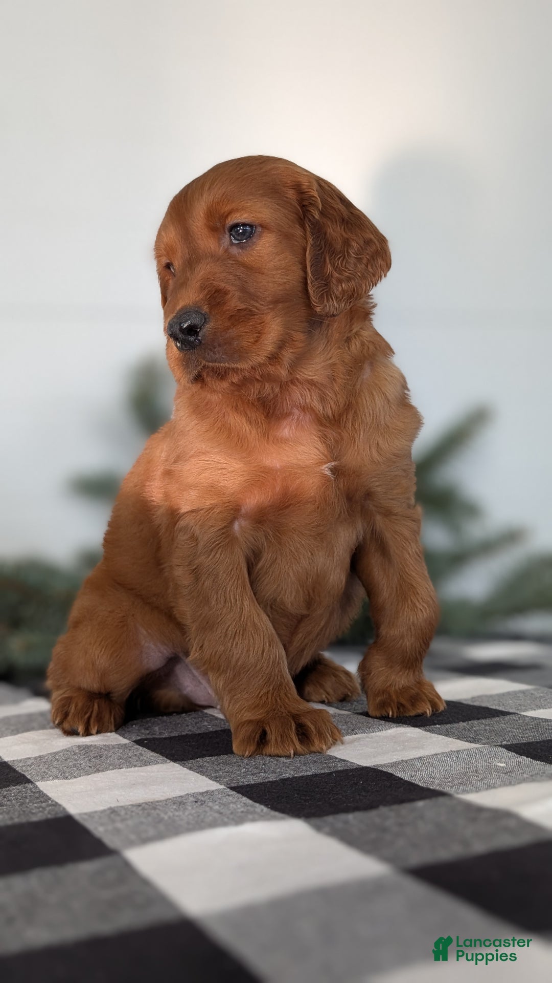 Irish Setter dogs for sale: Elmo - Ad 4