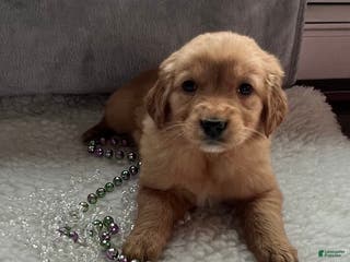 Golden Retriever dogs Kyla - Ad 40