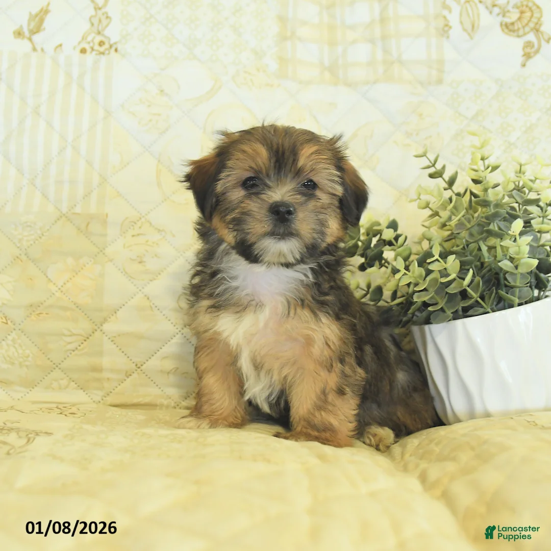 Shorkie dogs for sale: Kade  - Ad 3
