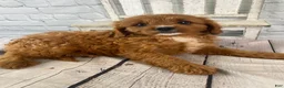 Cavapoo dogs for sale: Daisy - Ad 9