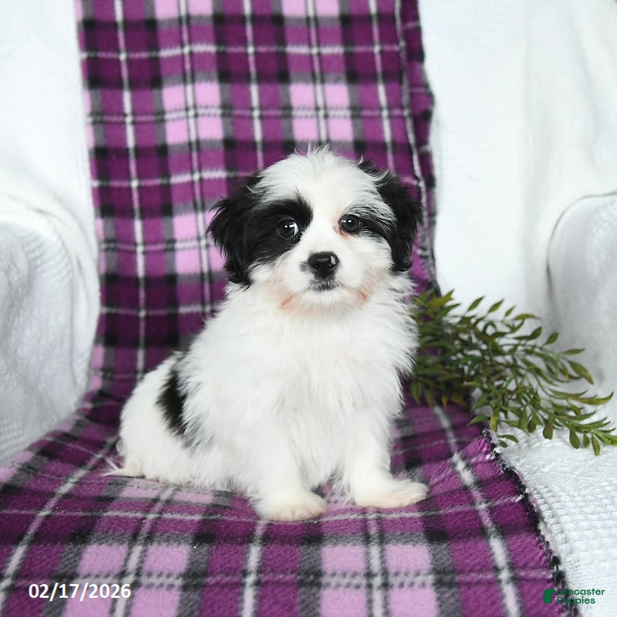 Teddy Bear dogs Wilbur - Ad 1