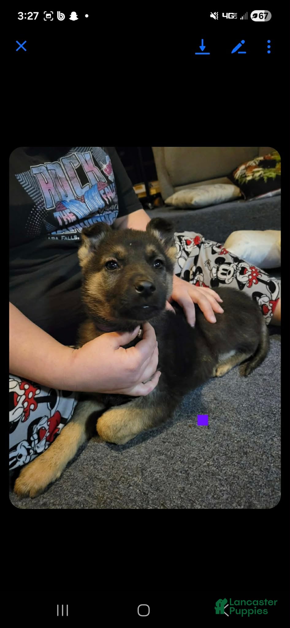 German Shepherd dogs German Shepherd Puppy 6 - Ad 1