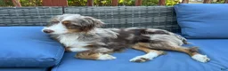 Mixed Breed dogs for sale: Mixed Breed 2 - Ad 10