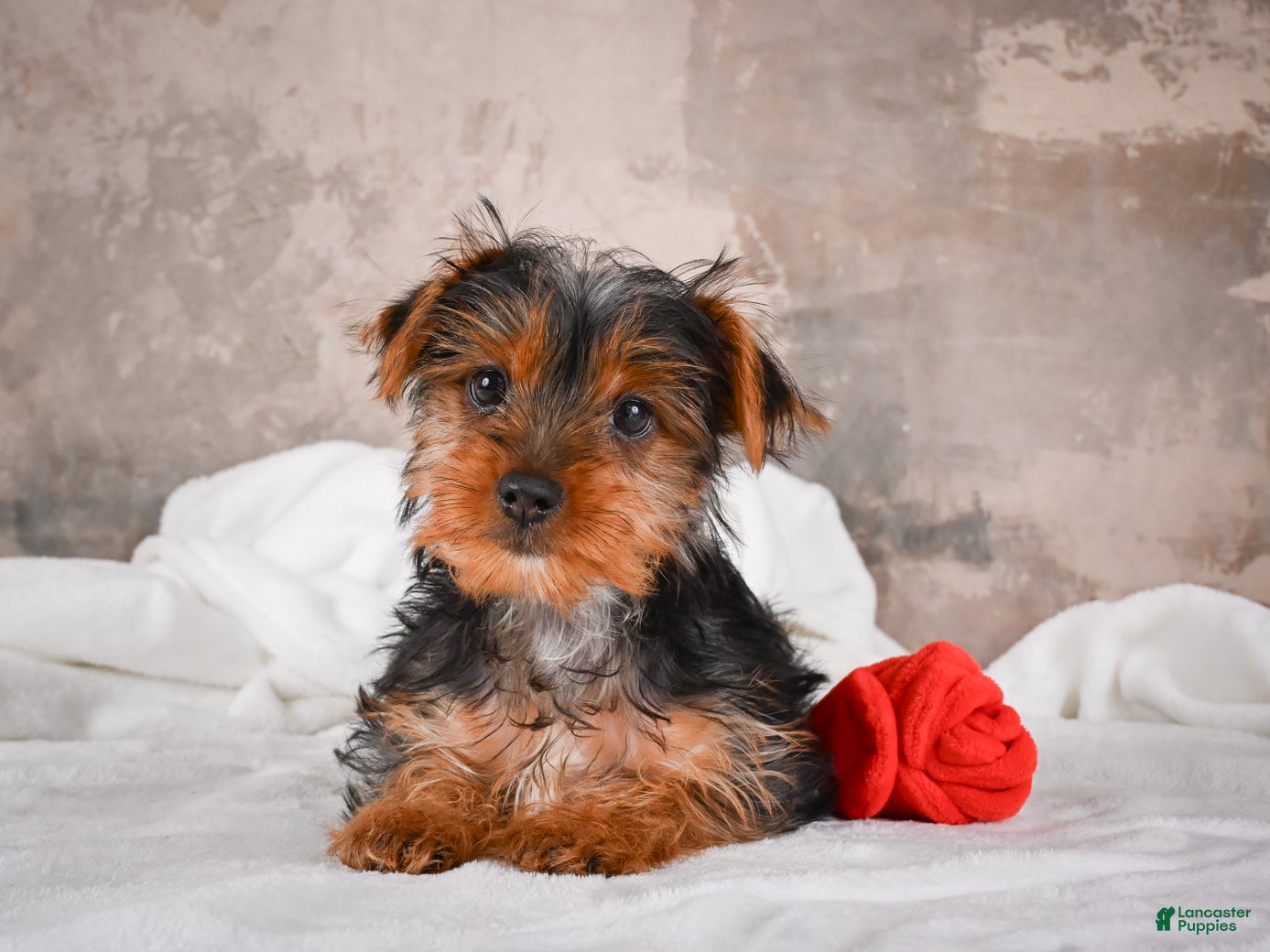 Yorkshire Terrier dogs Rose - Ad 2