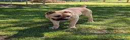Cane Corso dogs for sale: Lime Green  - Ad 6