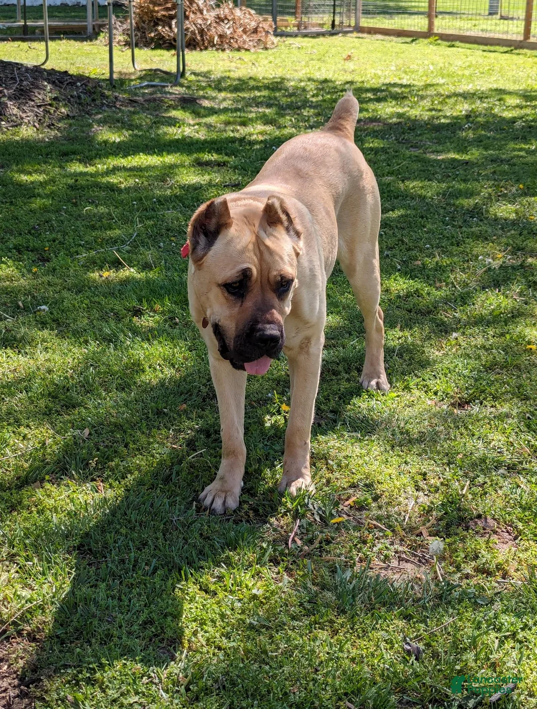 Cane Corso dogs for sale: Lime Green  - Ad 6
