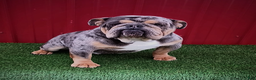 Beabull dogs for sale: Paisley - Ad 7