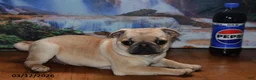 Pug dogs for sale: Beaula - Ad 8