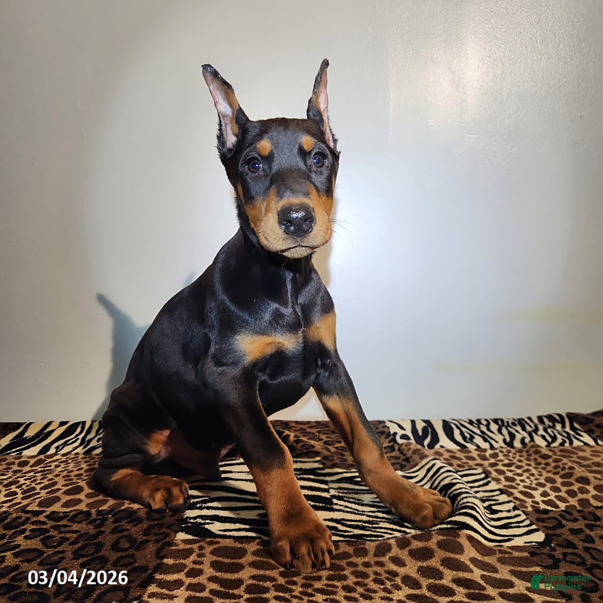 Doberman Pinscher dogs Rolex - Ad 1