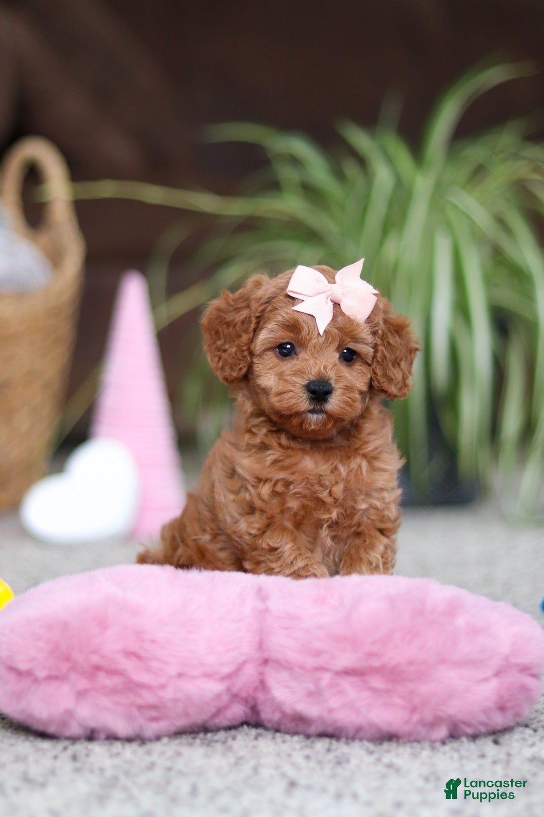 Cavapoo dogs for sale: Adele - Ad 6