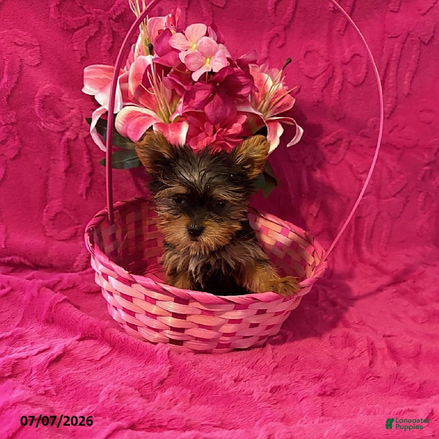 Yorkshire Terrier dogs Charming Teacup  - Ad 35